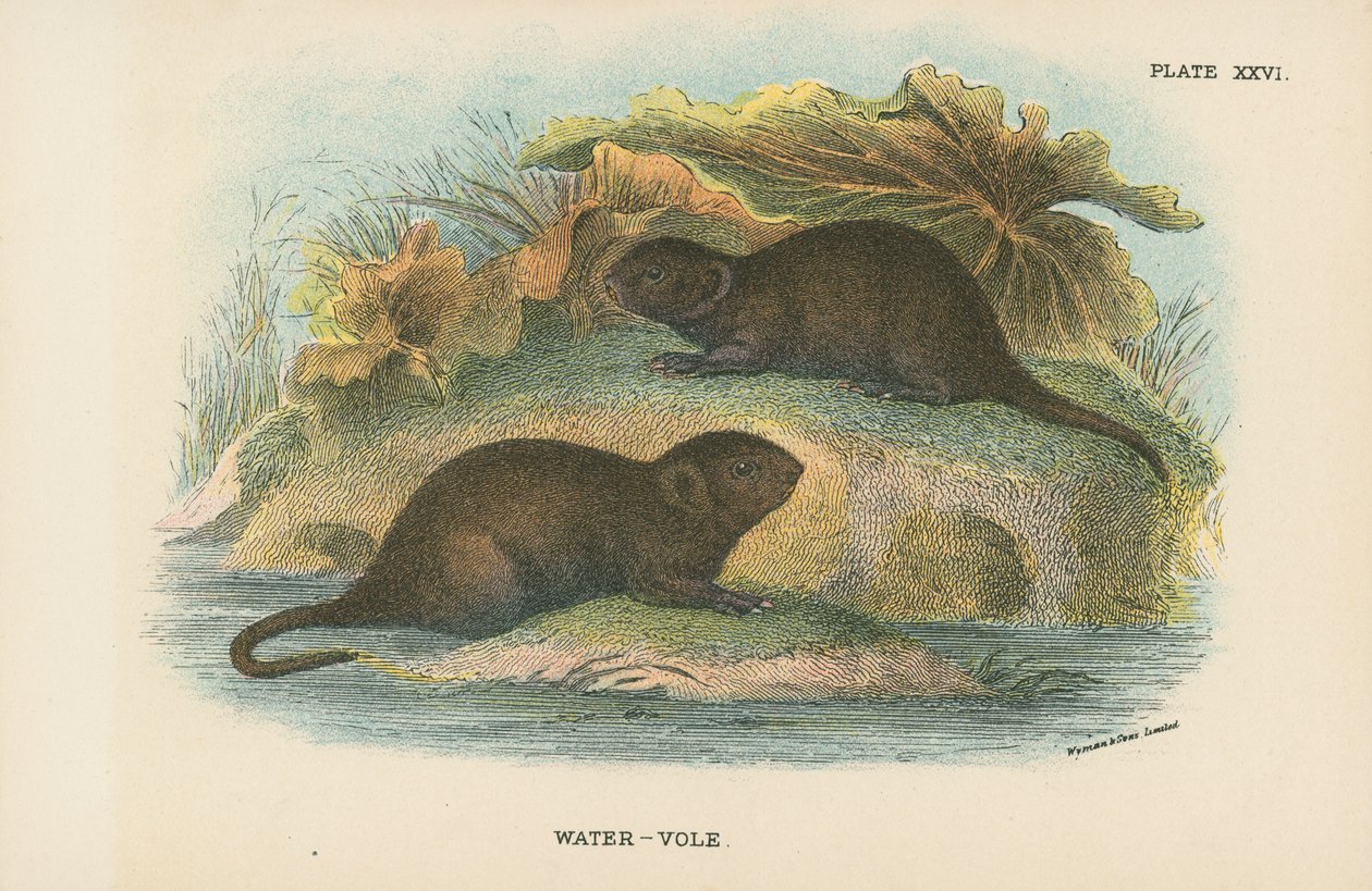 Water-Vole by English School