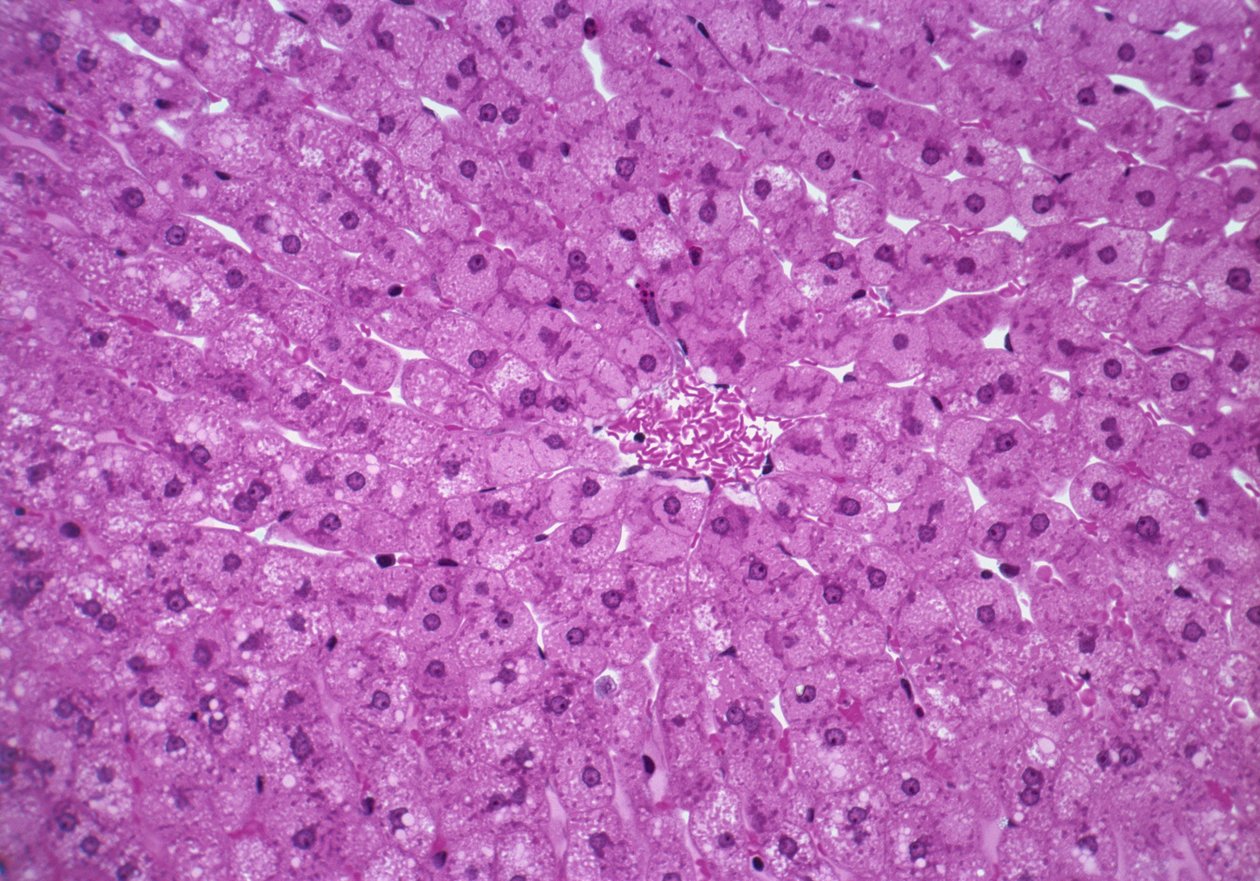 Liver Cells by Unknown