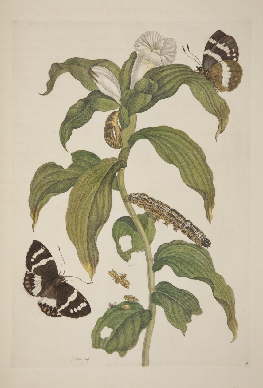 Plate XXVI from Metamorphosis Insectorum Surinamensium by Maria Sibylla Merian, 1705 by Unknown