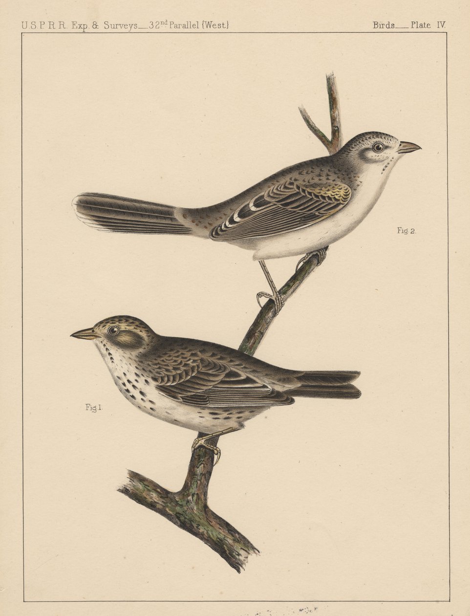 Birds, Plate IV by American School