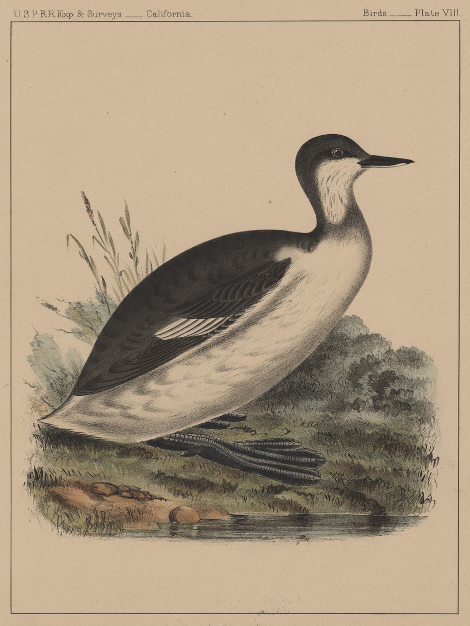 Birds, Plate VIII by American School