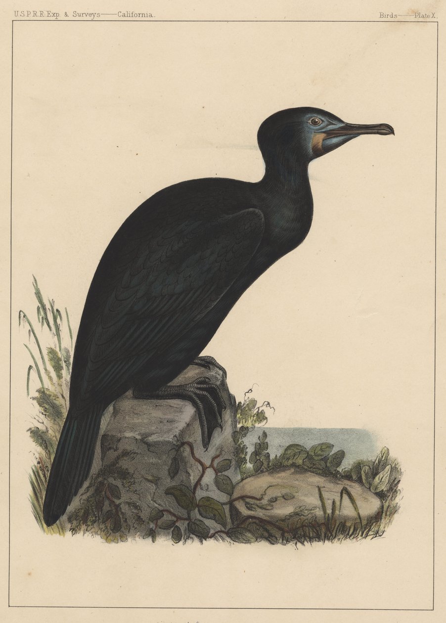 Birds, Plate X by American School