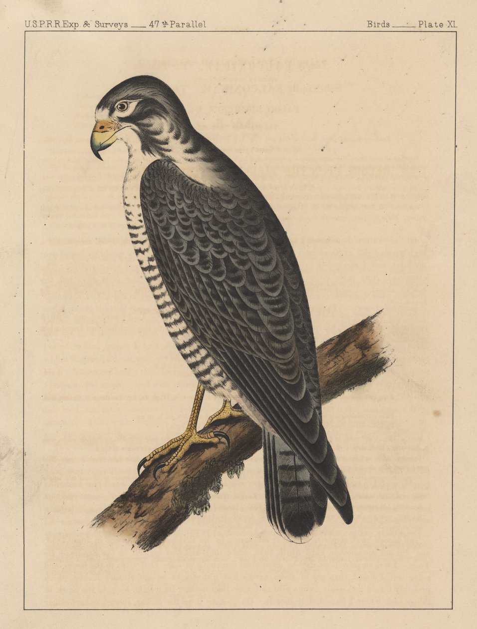 Birds, Plate XI by American School
