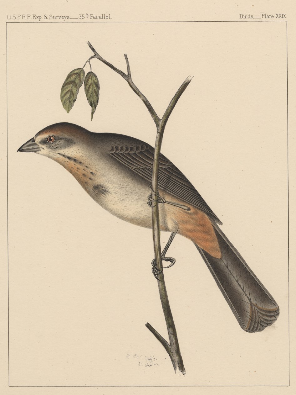 Birds, Plate XXIX by American School