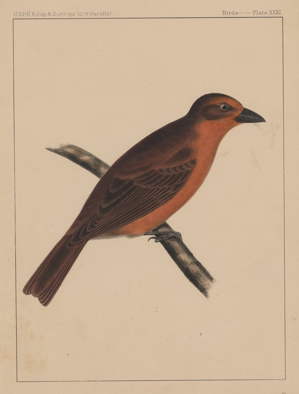 Birds, Plate XXXI by American School