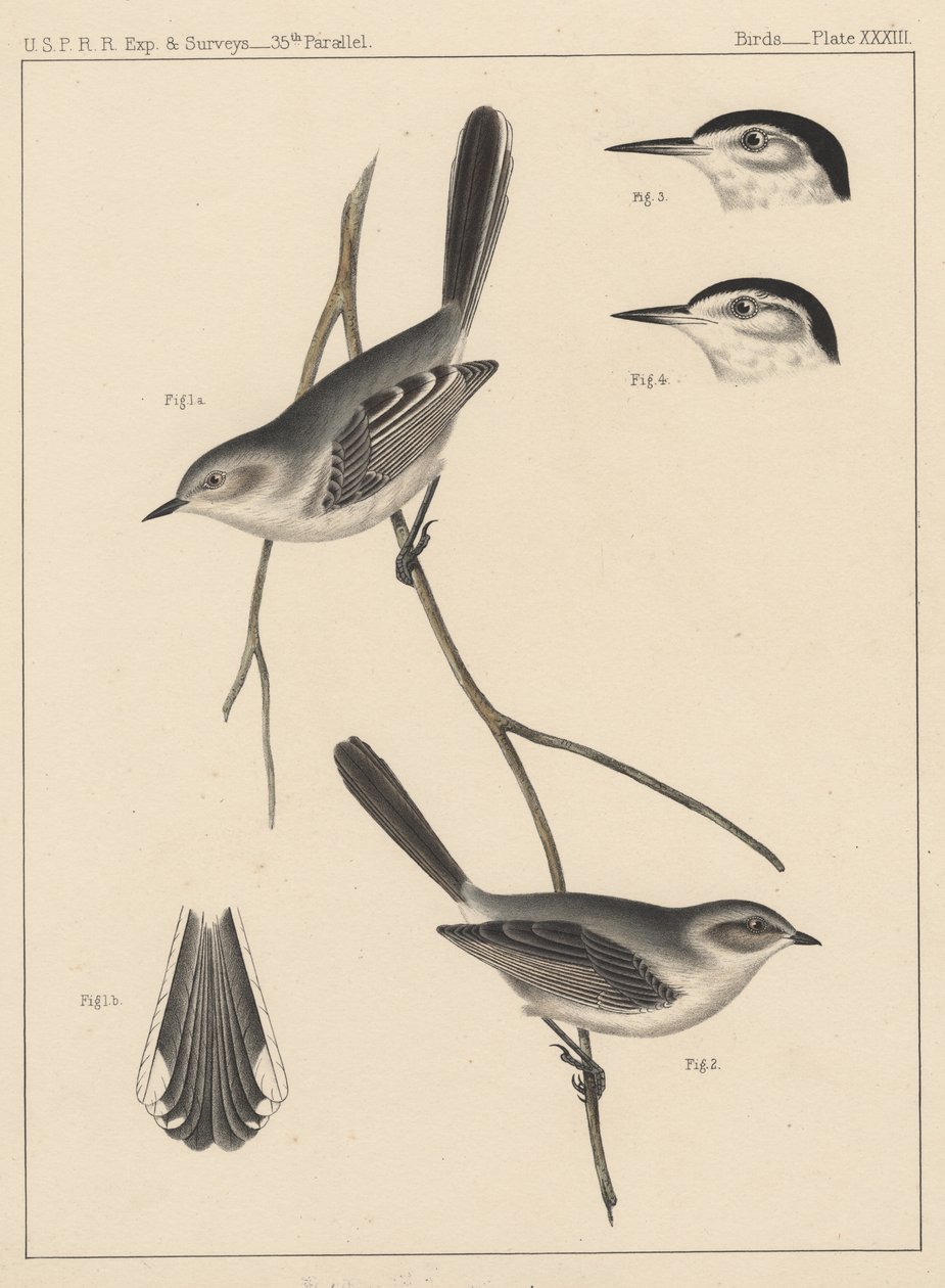 Birds, Plate XXXIII by American School
