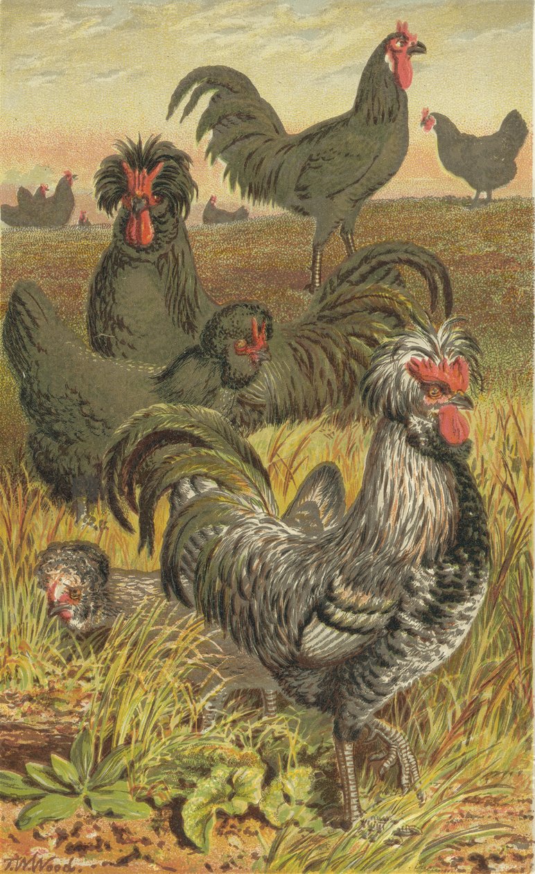 The Poultry of France by English School