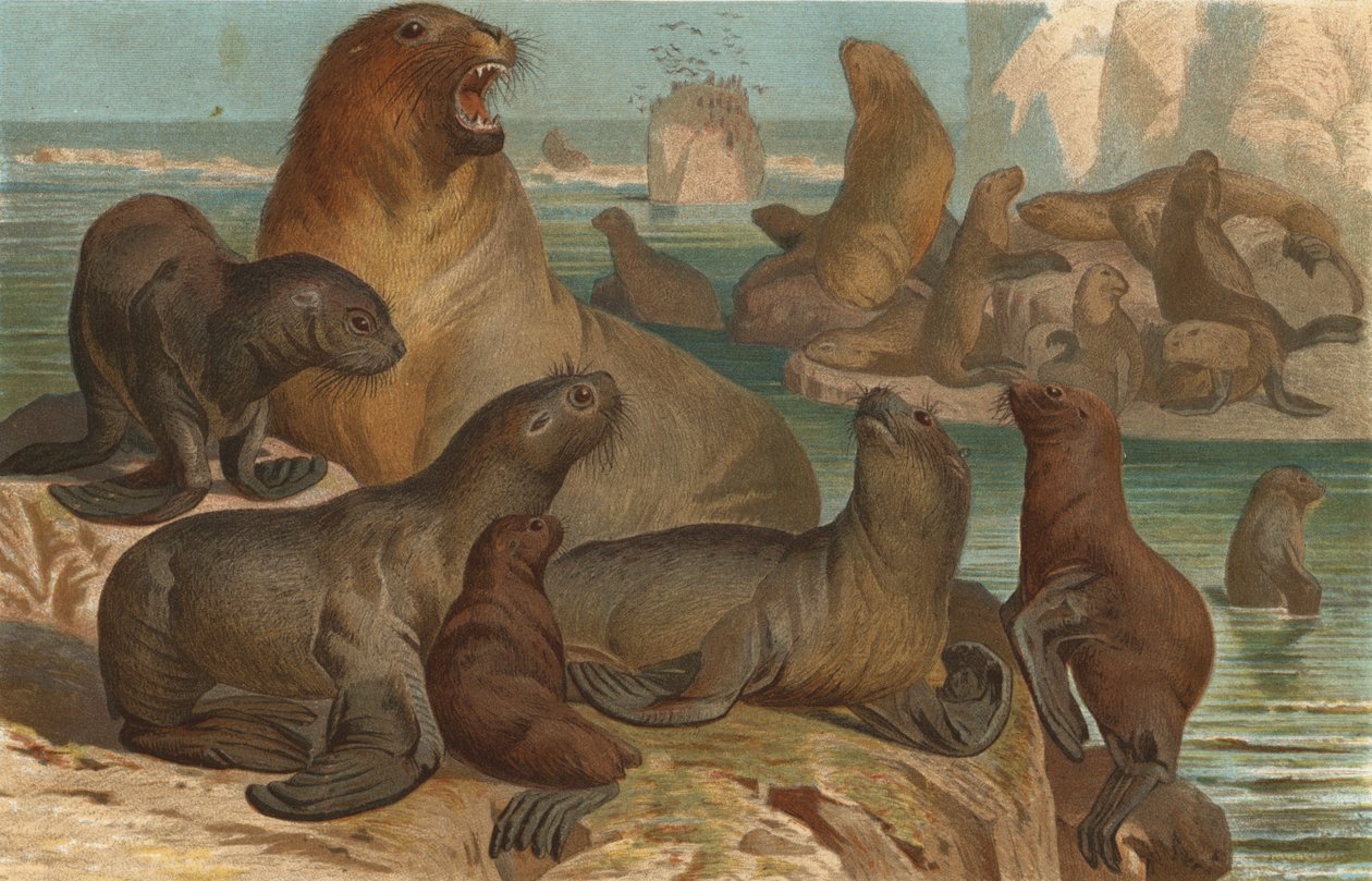 Maned Seal by European School