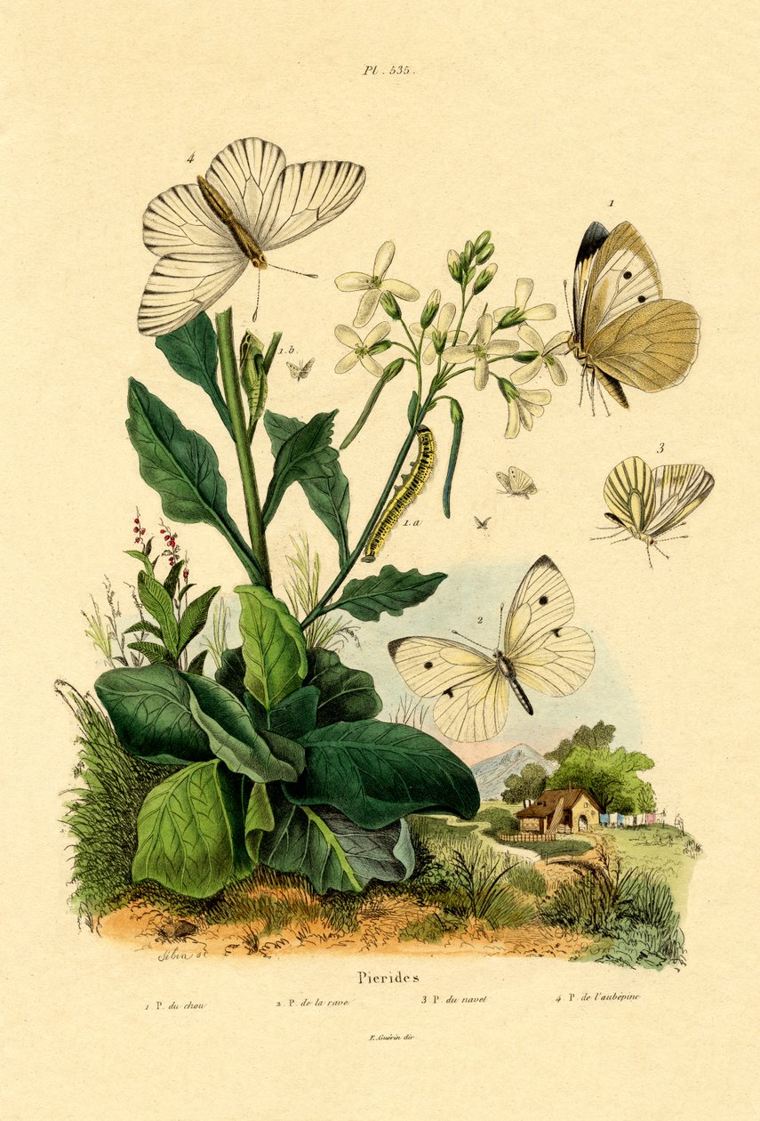 Large White by French School