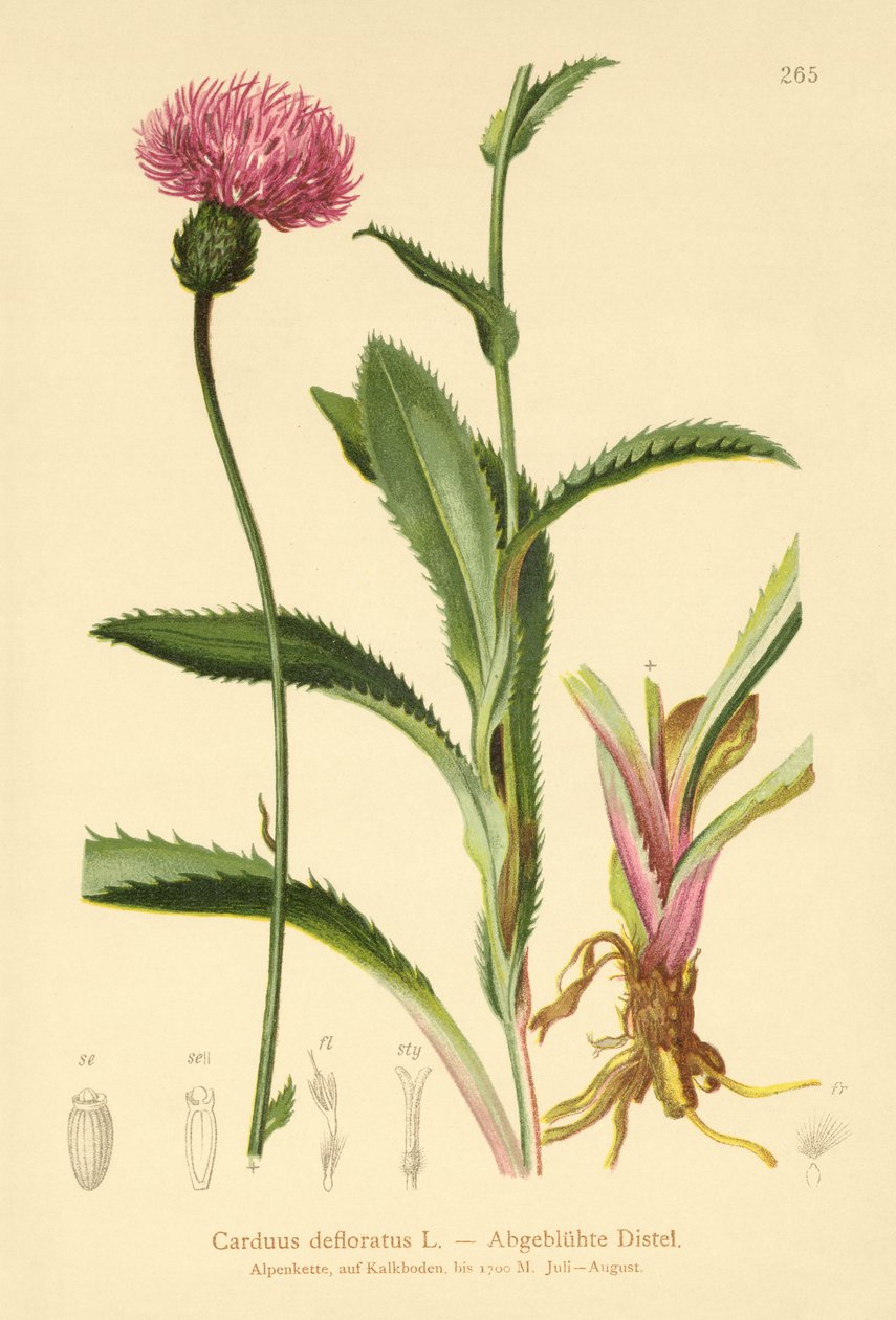 Alpine Thistle by German School