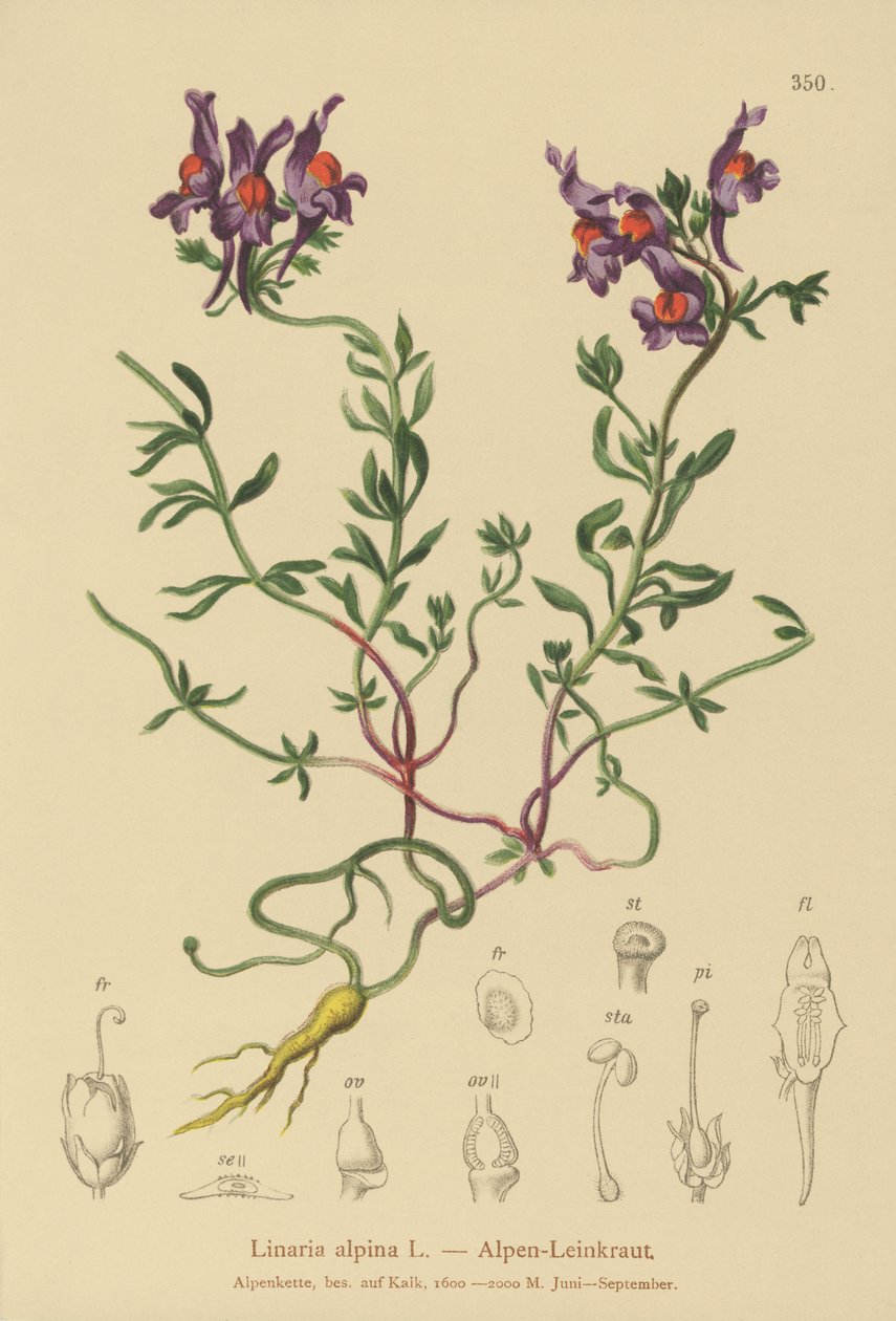 Alpine Toadflax by German School