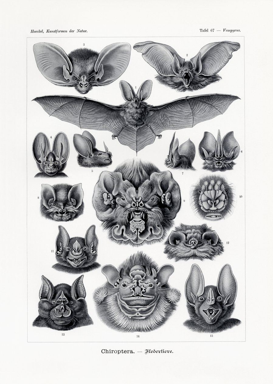Chiroptera by German School