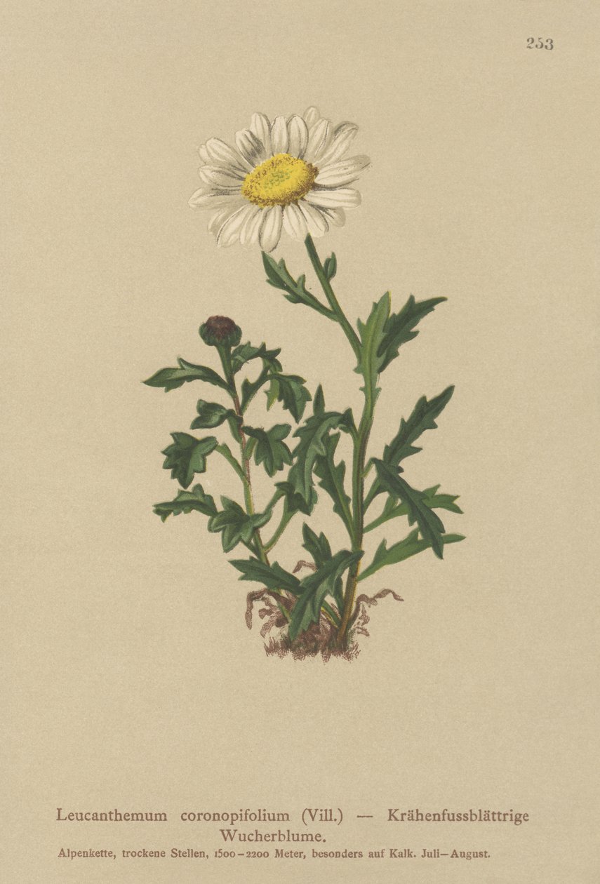 Daisy by German School
