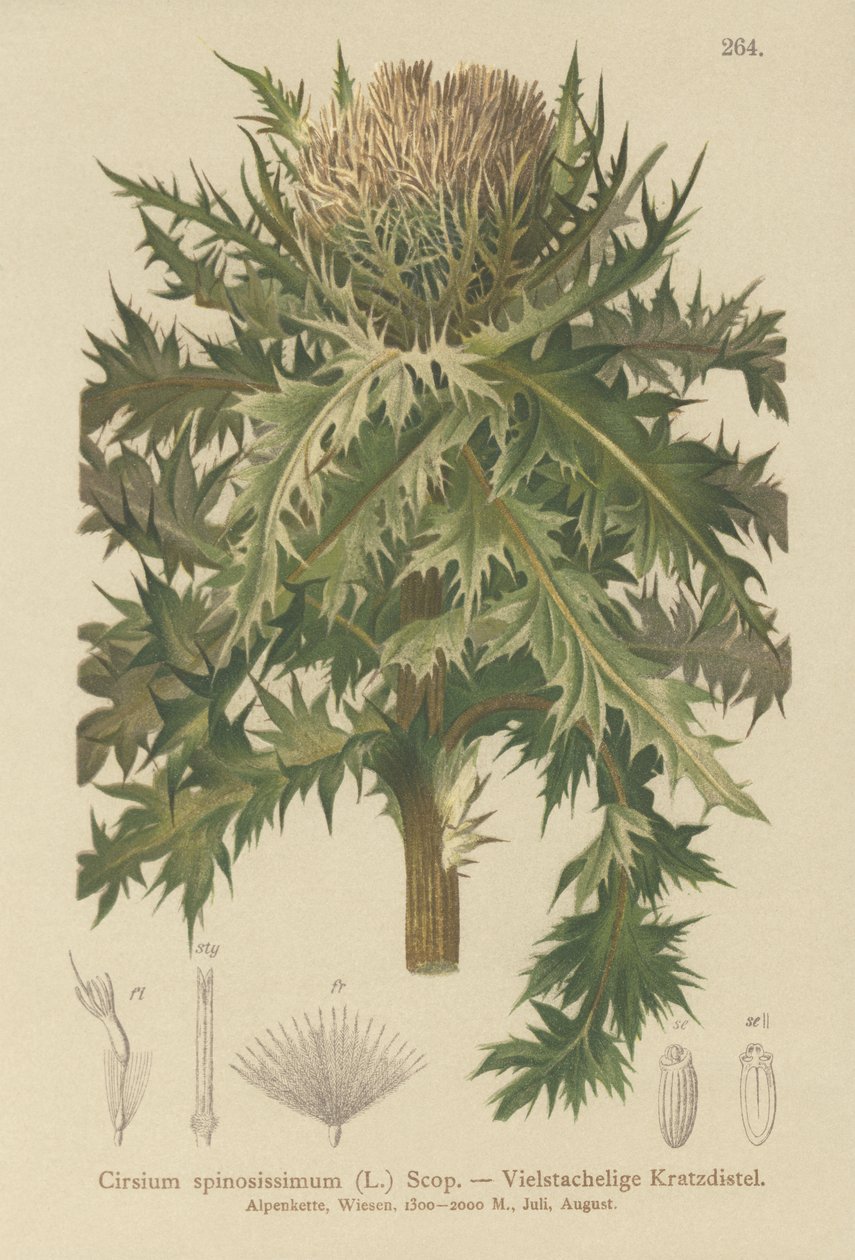 Spiniest Thistle by German School