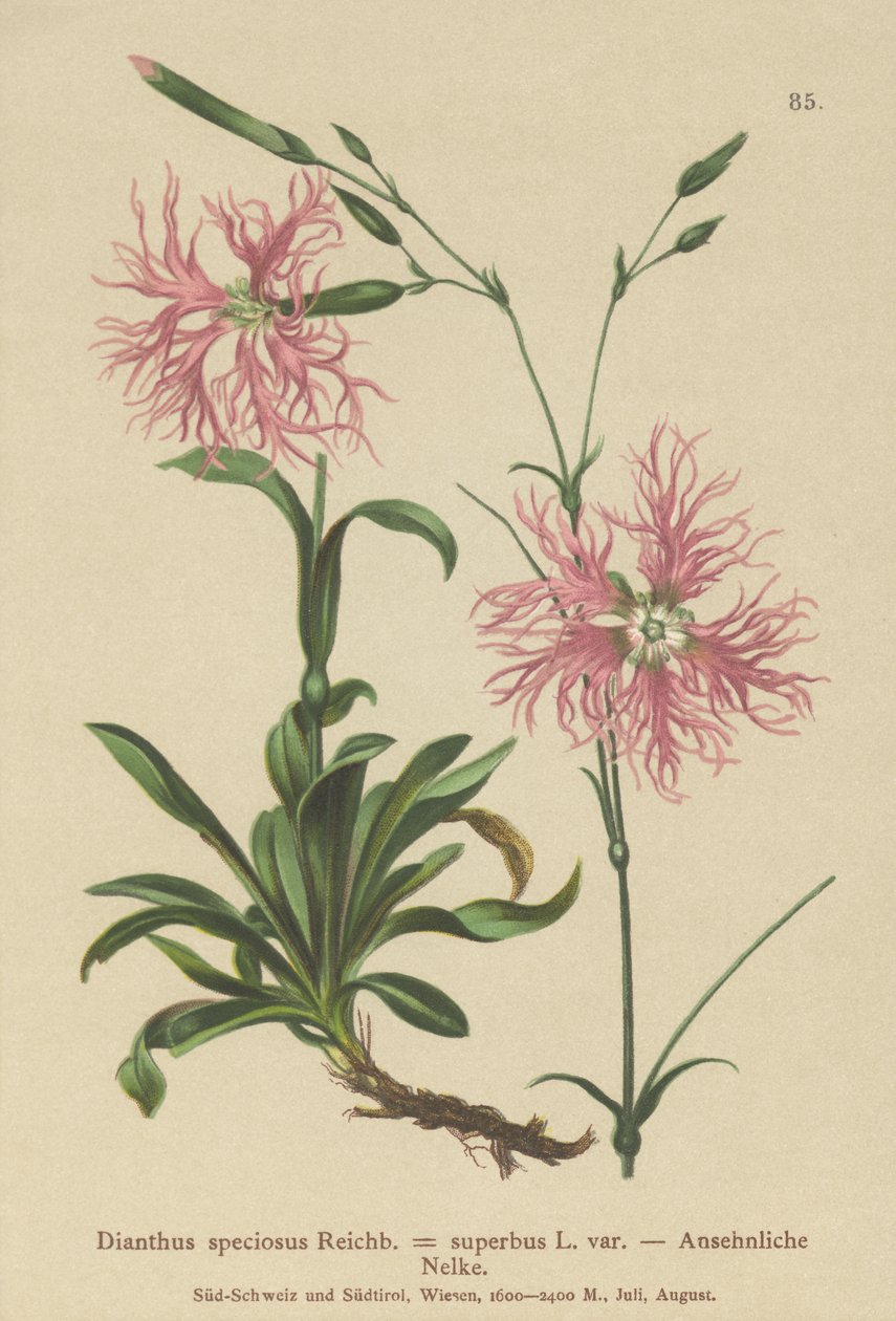 Superb Pink by German School