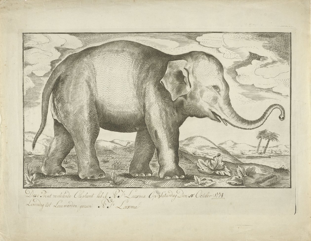 Elephant by A.J. Looxma