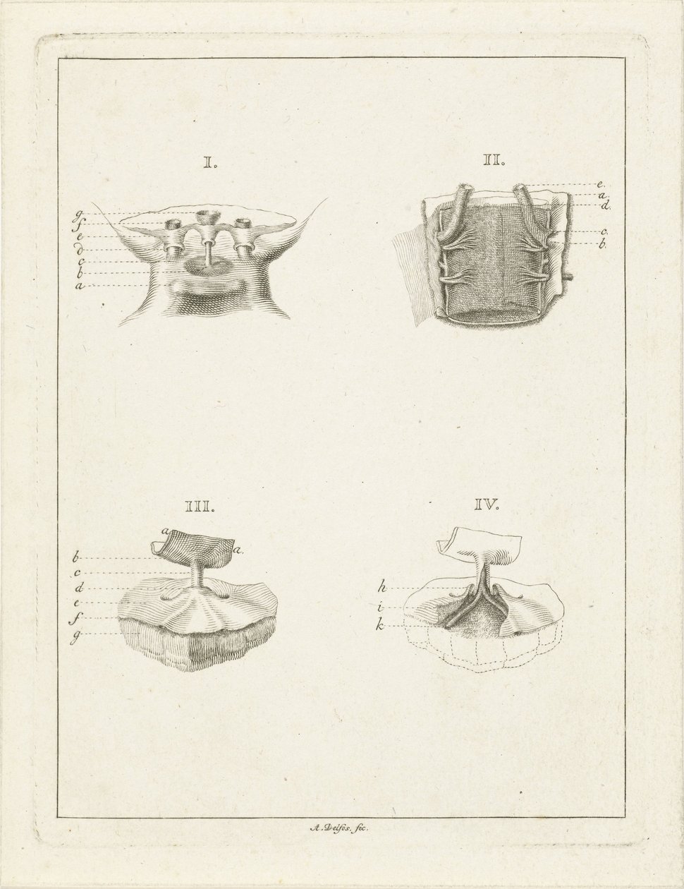 Sections of Plants by Abraham Delfos