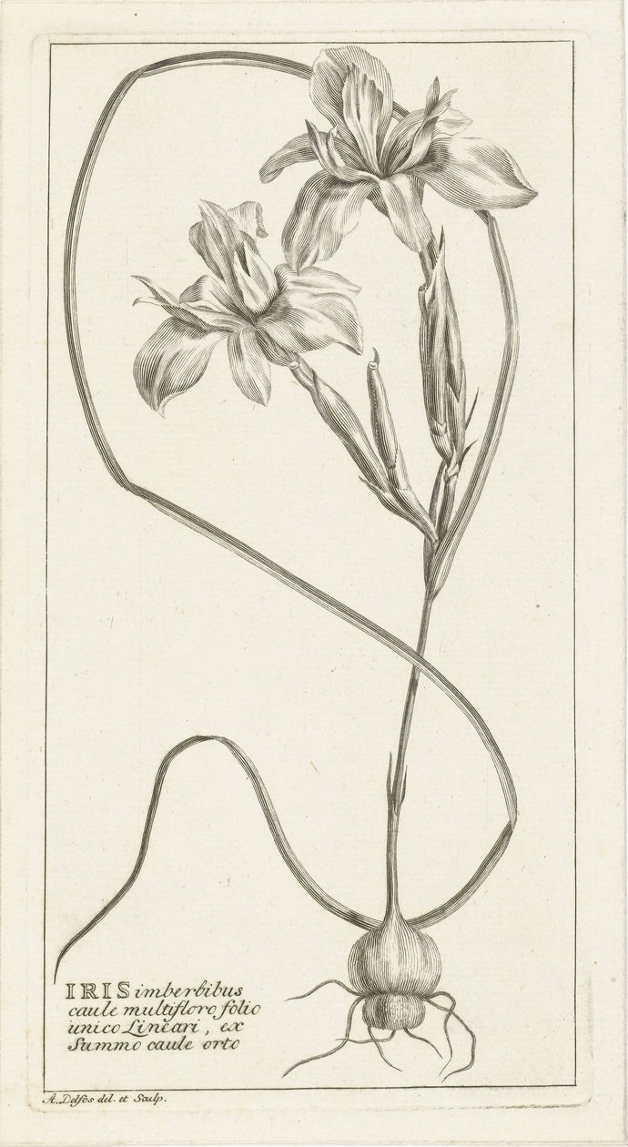 Iris by Abraham Delfos