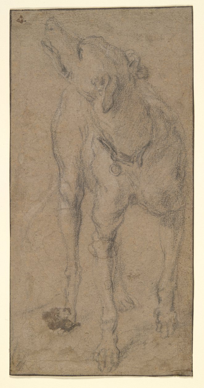 Study of a Dog by Abraham Hondius