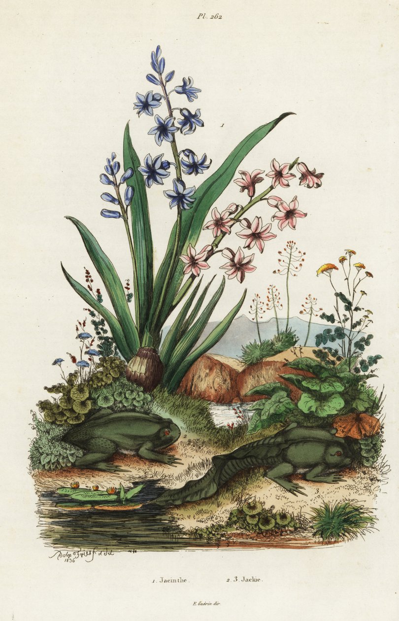 Garden Hyacinth and Paradoxical Frog by Adolph (after) Fries