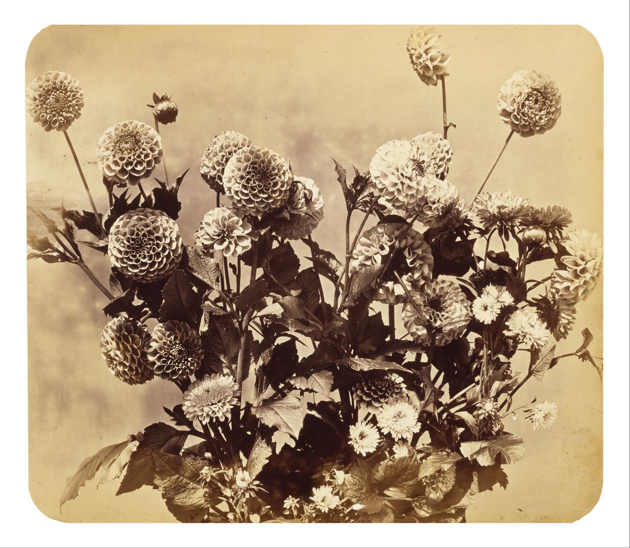 Untitled by Adolphe Braun