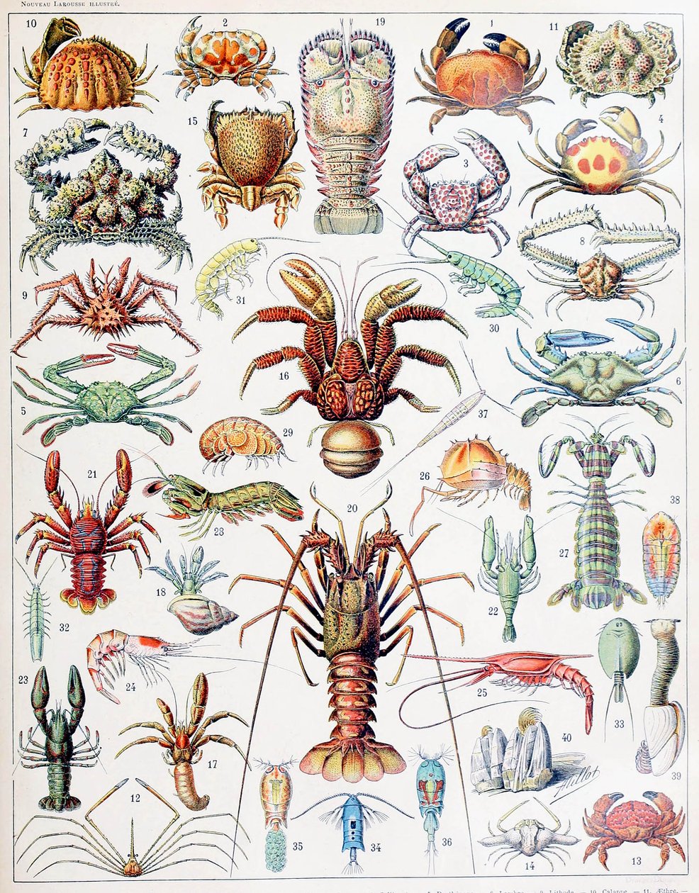 Illustration of Crustaceans c.1923 by Adolphe Philippe Millot