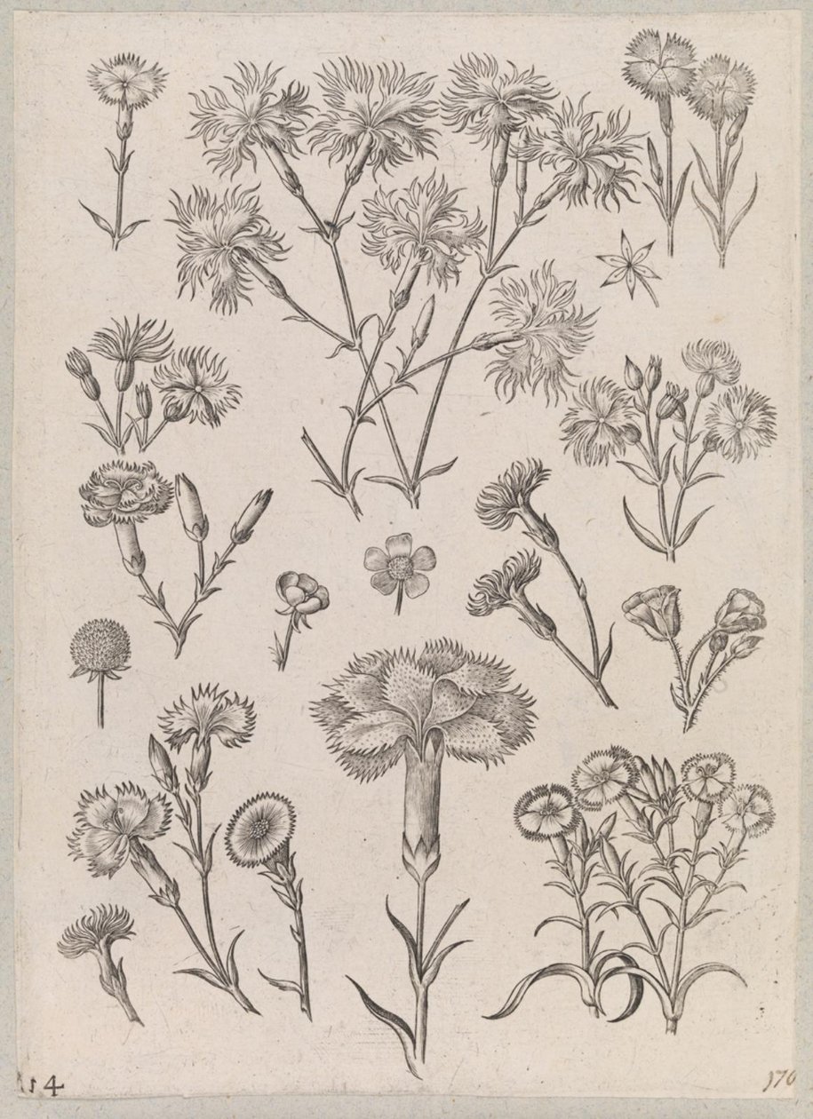 Carnation by Adriaen Collaert