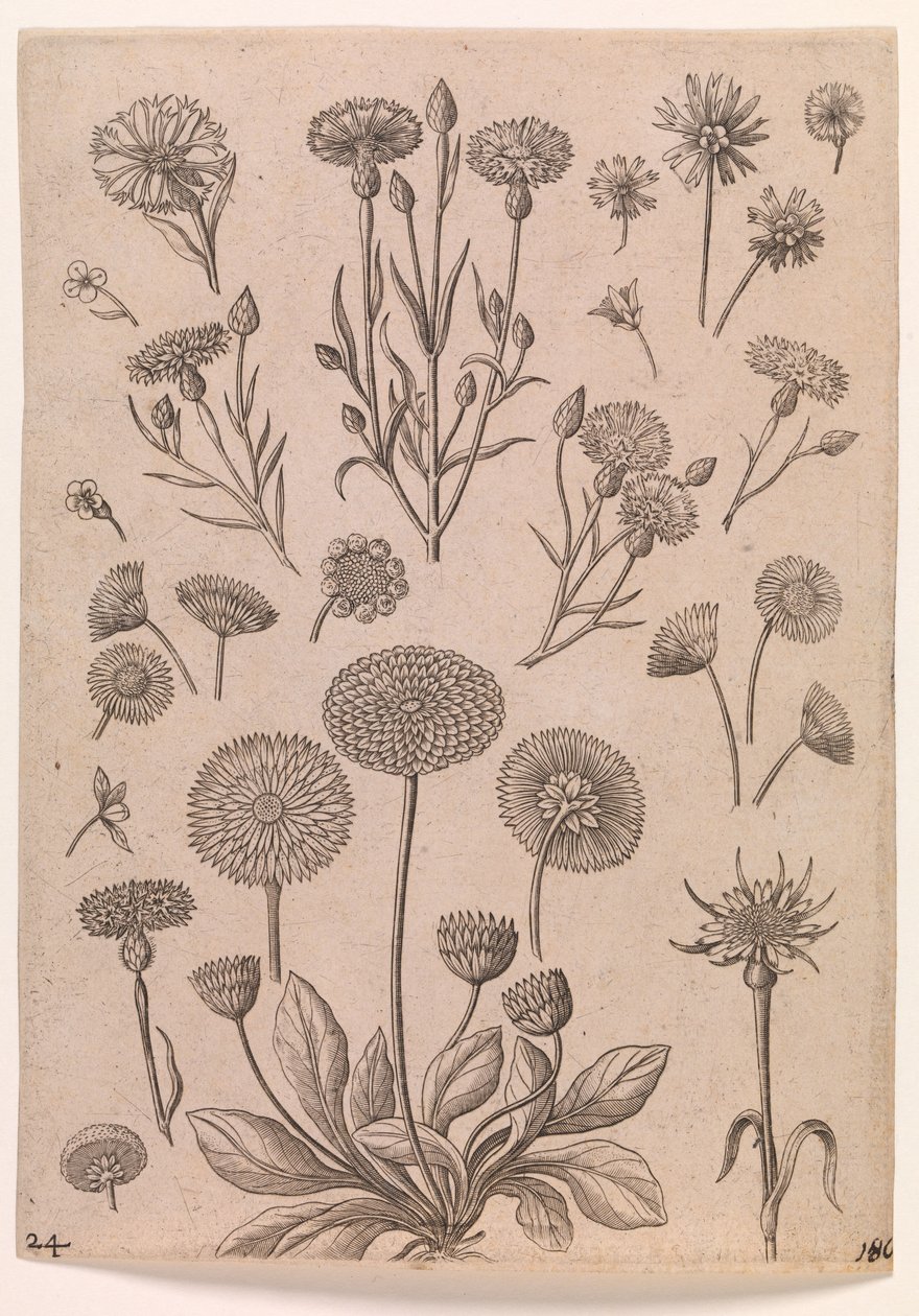 Cornflowers by Adriaen Collaert