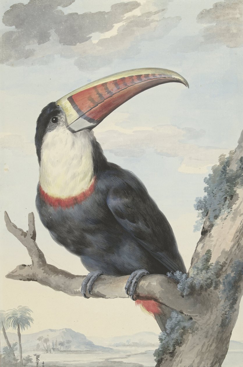Red-billed Toucan by Aert Schouman