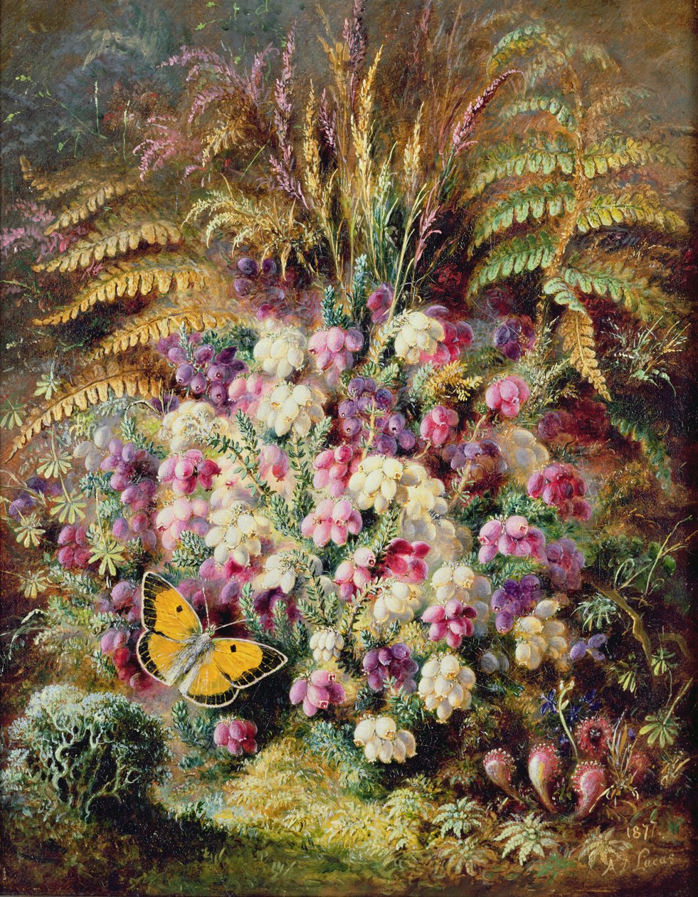 Bell Heather by Albert Durer Lucas
