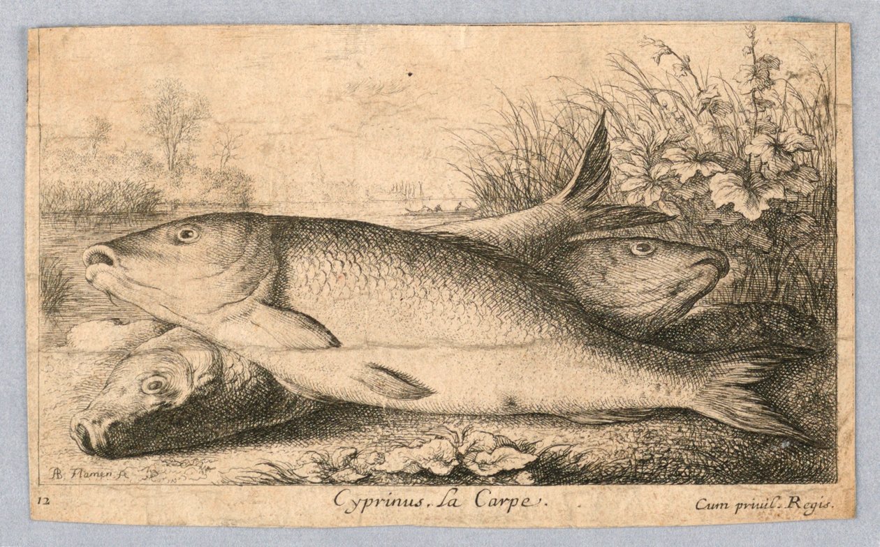 Carp by Albert Flamen
