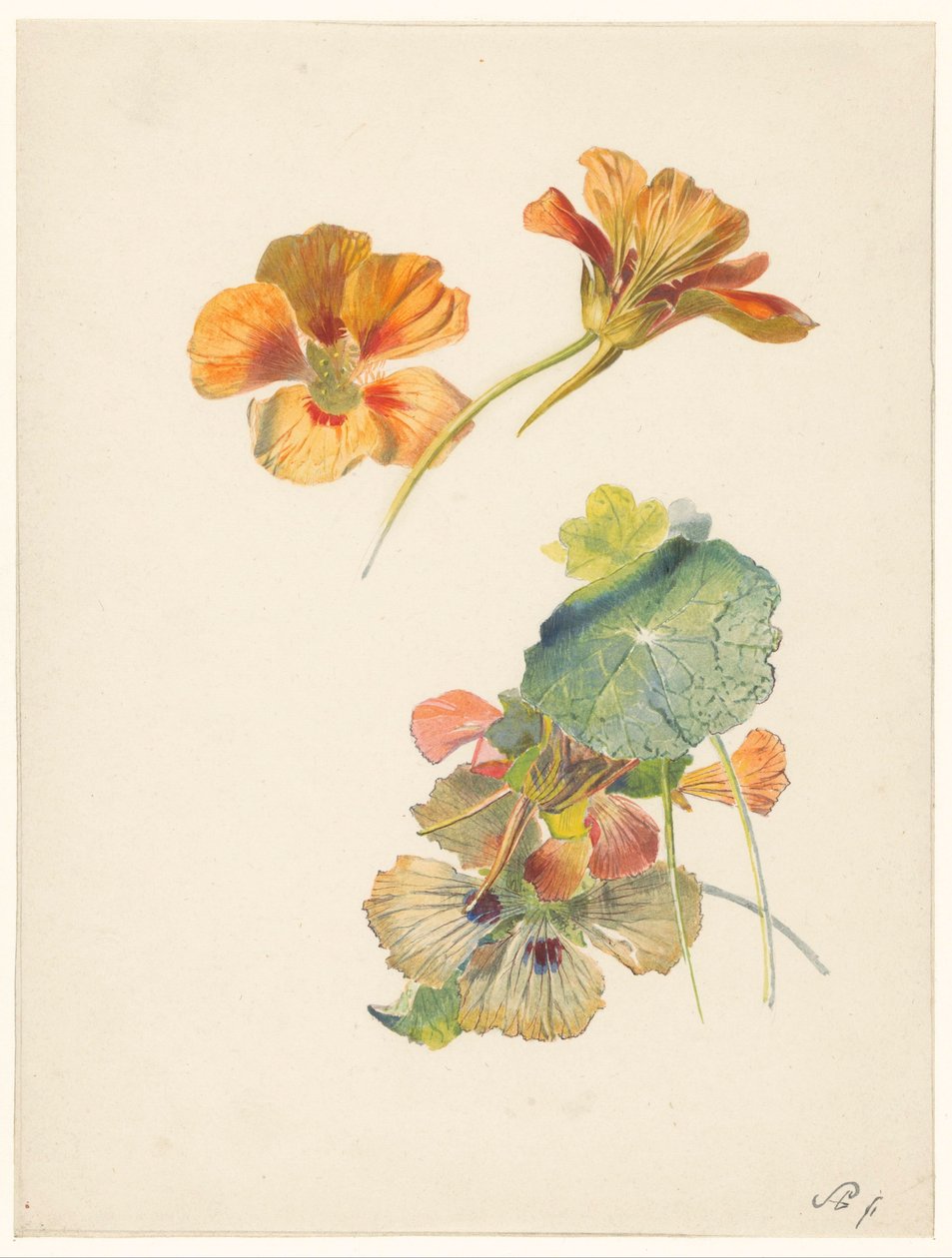 Study Sheet with Nasturtiums by Albertus Steenbergen