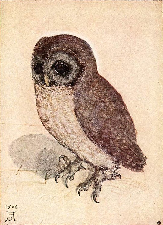 Little Owl by Albrecht Dürer