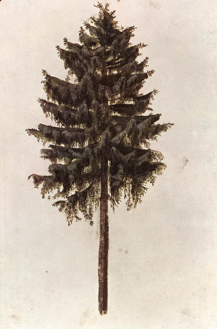 Picea Abies Tree by Albrecht Dürer