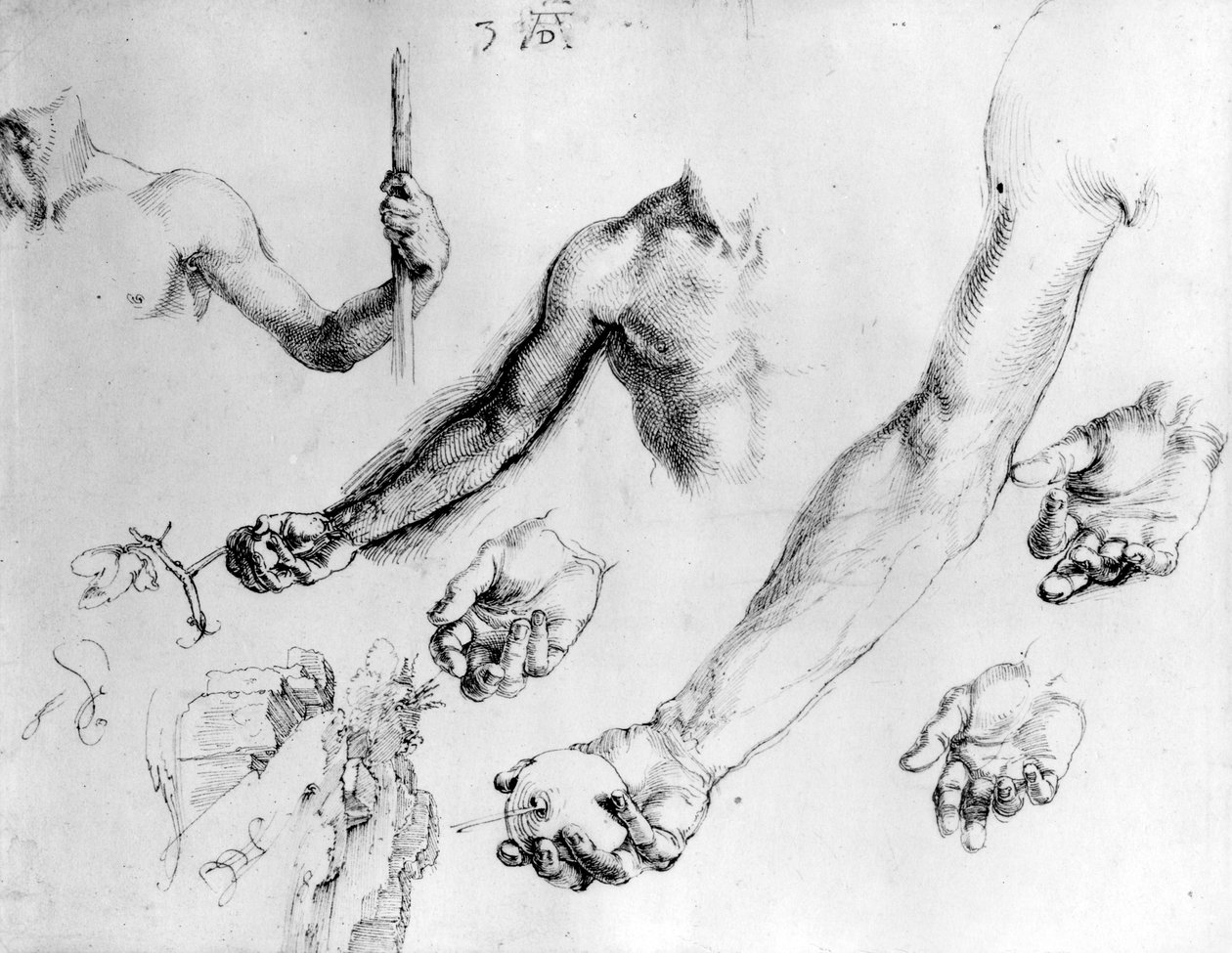 Studies for the Arm of Adam, 1504 by Albrecht Dürer