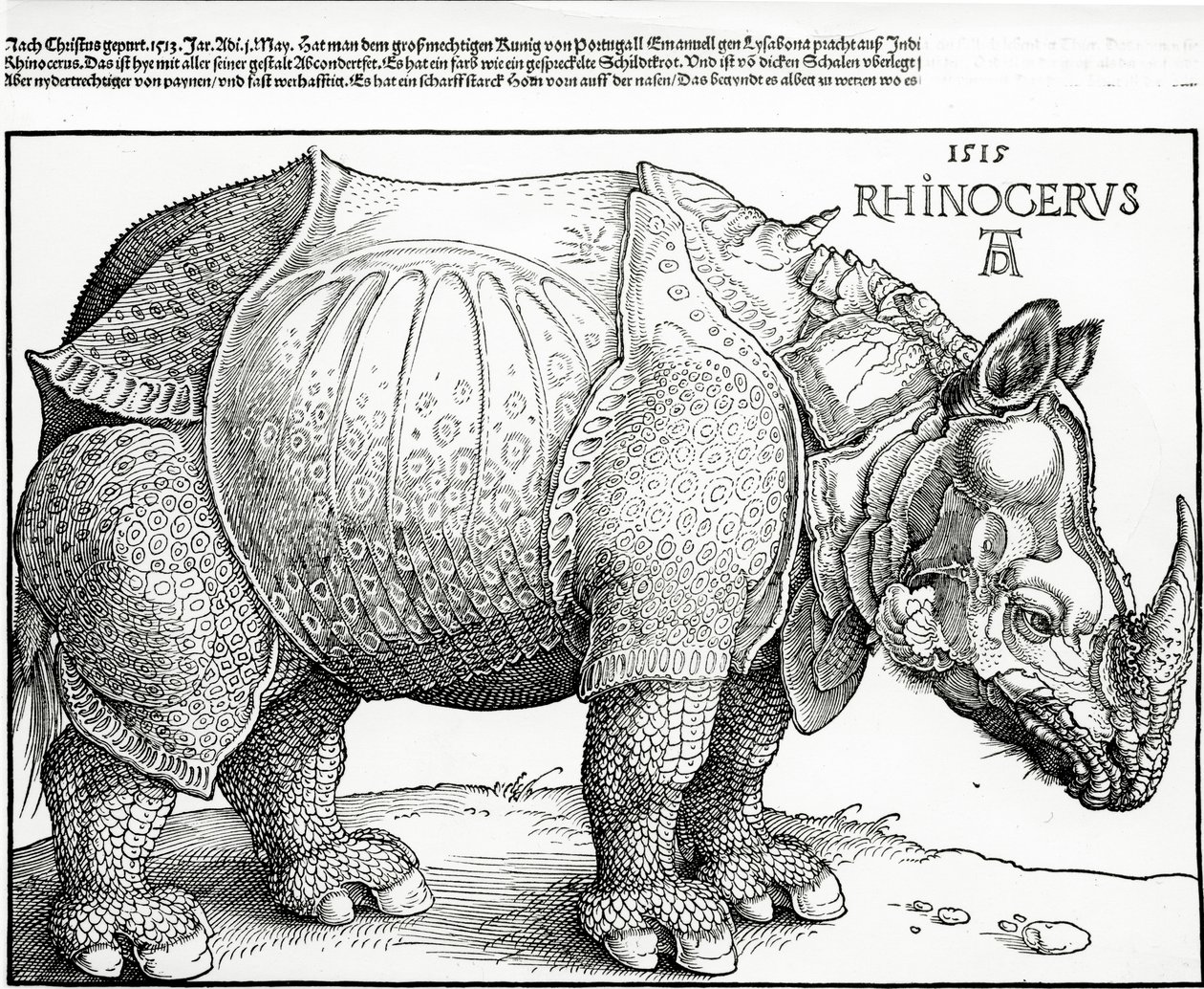 The Rhinoceros by Albrecht Dürer