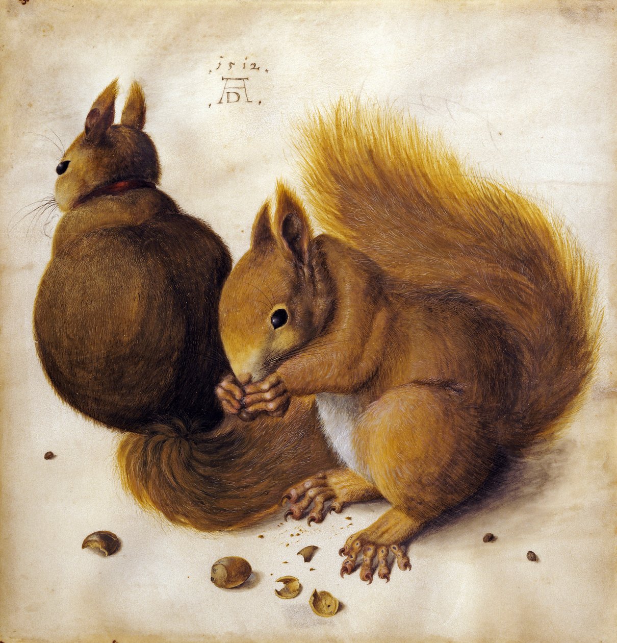 Squirrel by Albrecht Dürer