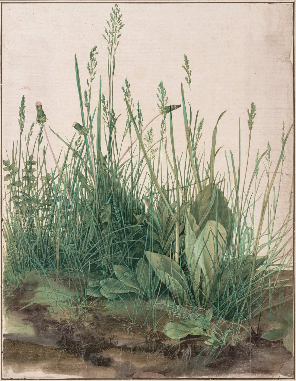 The Large Piece of Turf by Albrecht Dürer