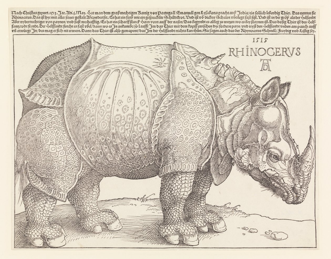 The Rhinoceros by Albrecht Dürer