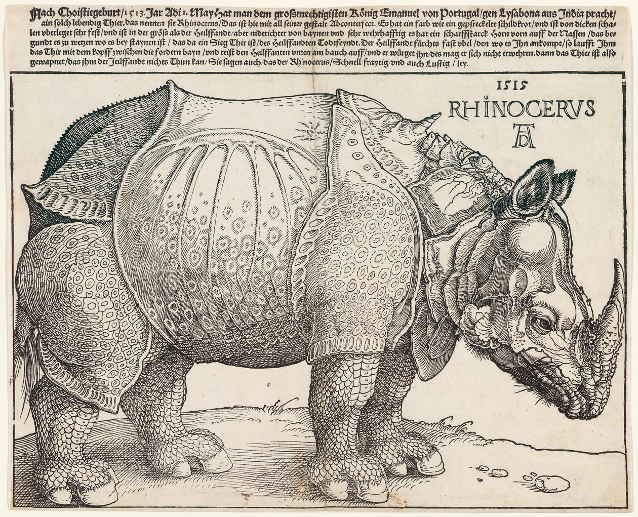 The Rhinoceros by Albrecht Dürer