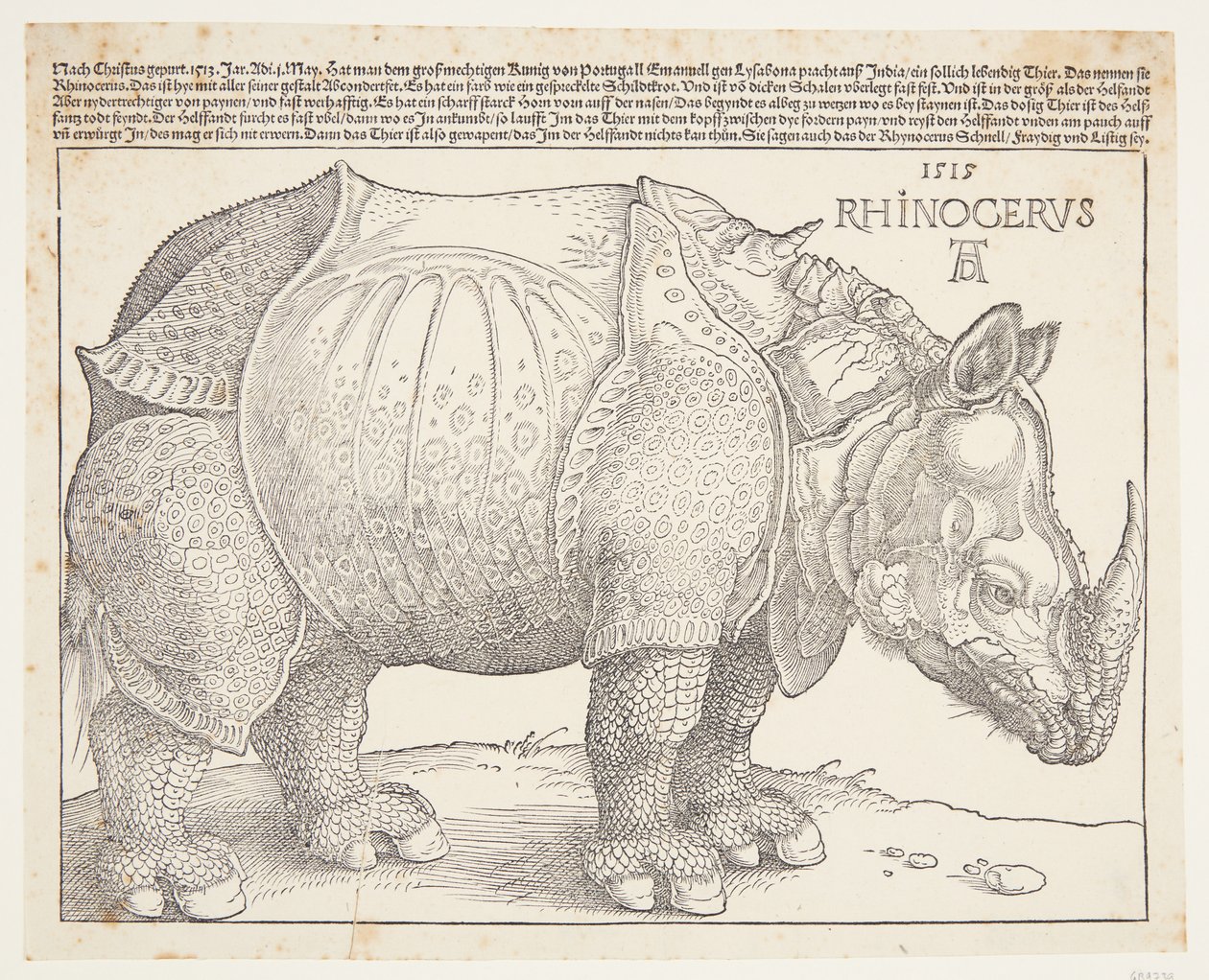 The Rhinoceros by Albrecht Dürer