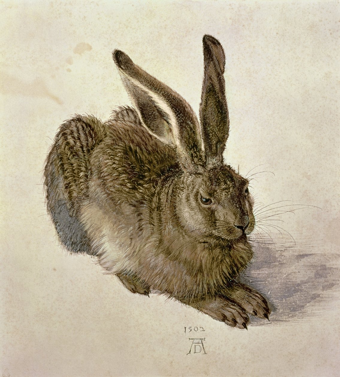 Young Hare by Albrecht Dürer