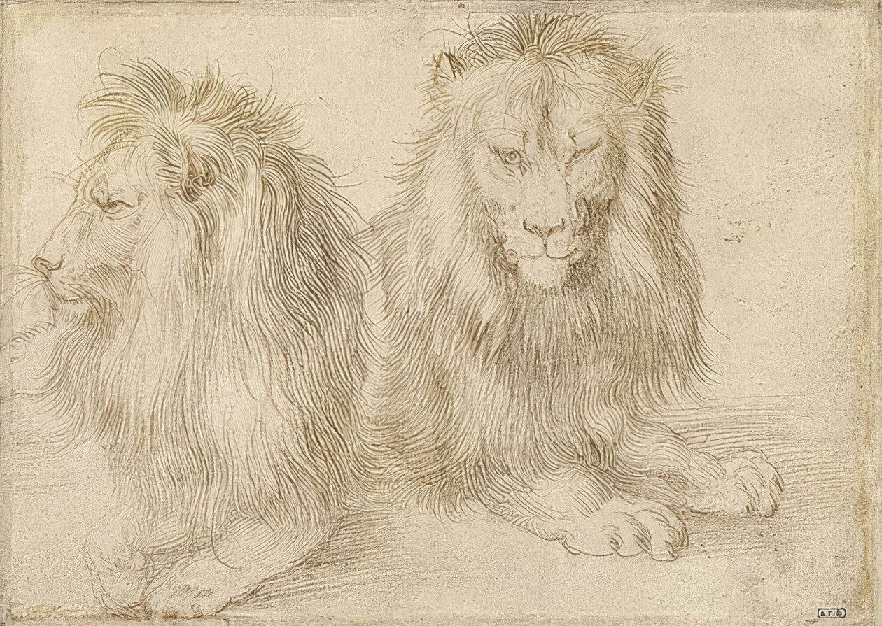 Two Reclining Lions by Albrecht Dürer