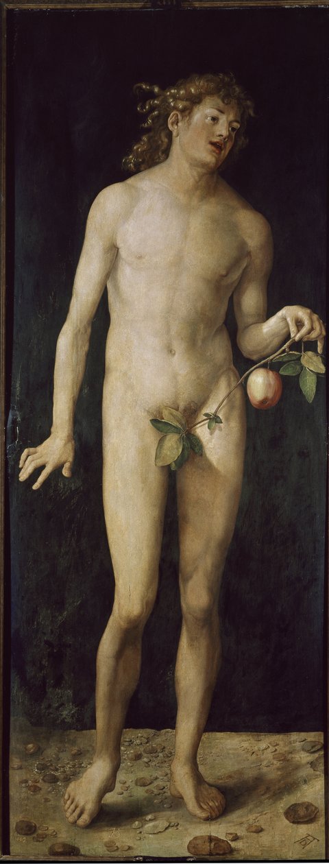 Adam by Albrecht Dürer