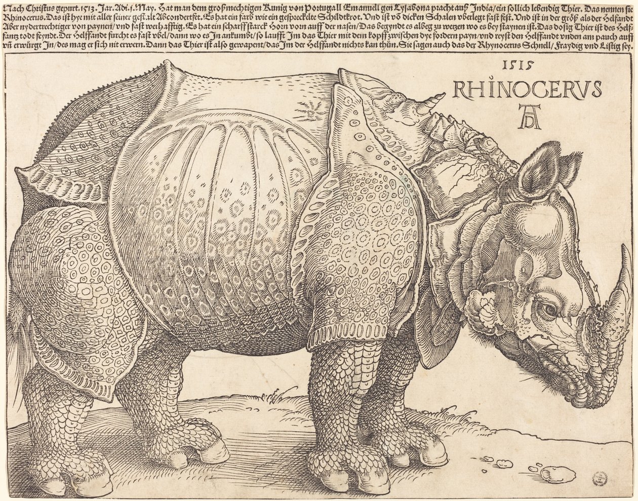 The Rhinoceros by Albrecht Dürer