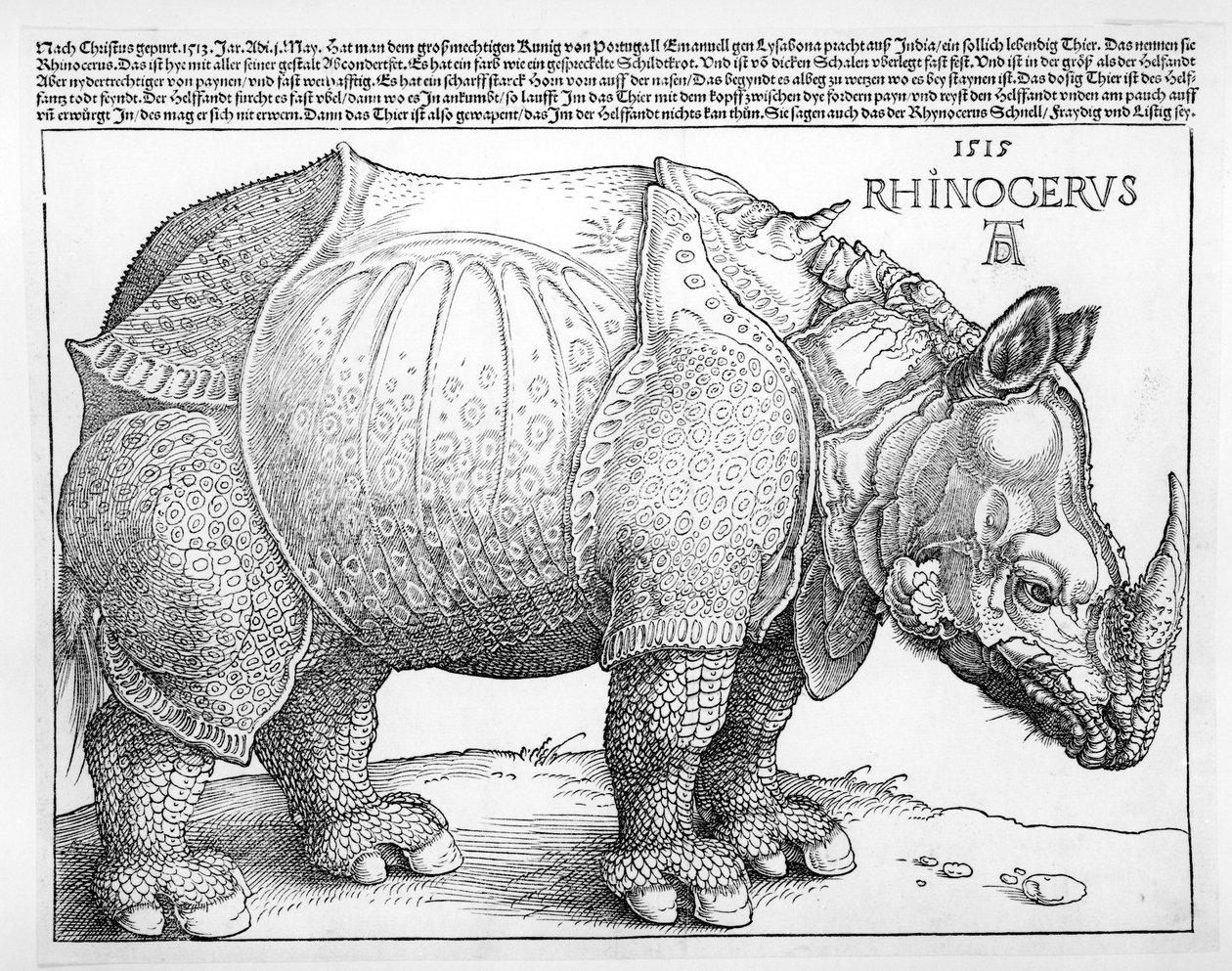 The Rhinoceros by Albrecht Dürer