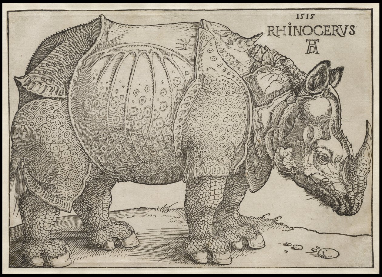 The Rhinoceros by Albrecht Dürer