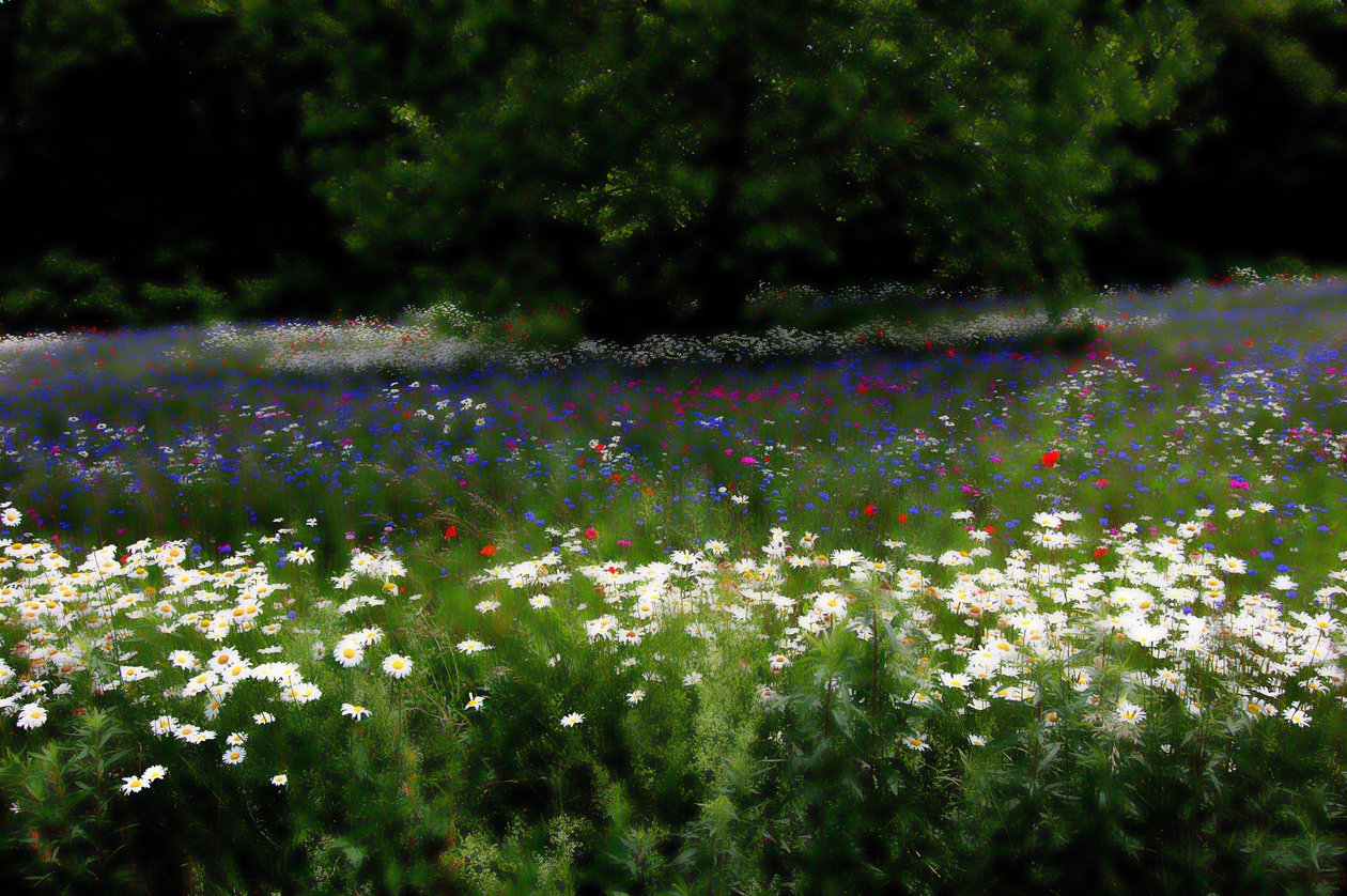 Music Meadow by Alex Caminker