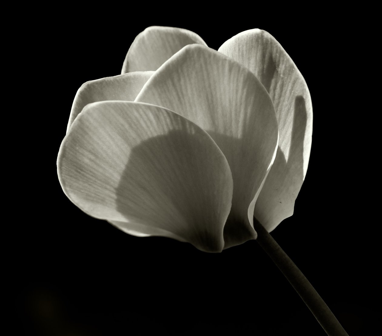 Untitled by Alex Caminker