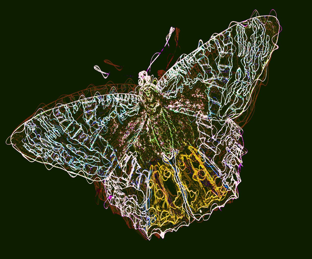 Butterfly 6 by Alex Caminker